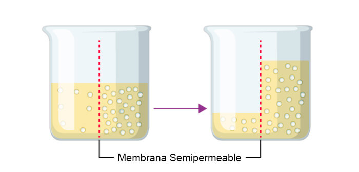 membrana semipermeable osmosis